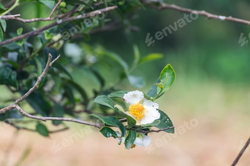 Preview: Green tea tree Flower fresh leaves in eco herbal farm. Tree tea plantations in morning sun light. Fr