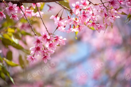 Preview: Pink Pastel flower floral soft nature blossom blurred background. Vintage retro romance plum