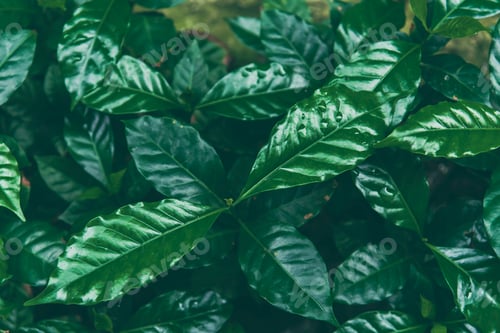 Preview: Agriculture Green coffee tree growing berry bean plant. Coffee tree farm growth in eco organic garde