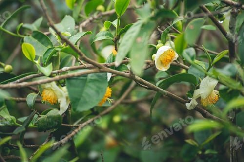 Preview: Green tea tree Flower fresh leaves in eco herbal farm. Tree tea plantations in morning sun light. Fr