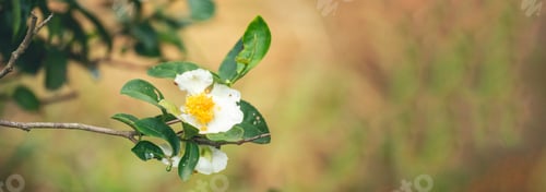 Preview: Banner Green tea tree Flower fresh leaves in eco herbal farm. Tree tea plantations morning sun light