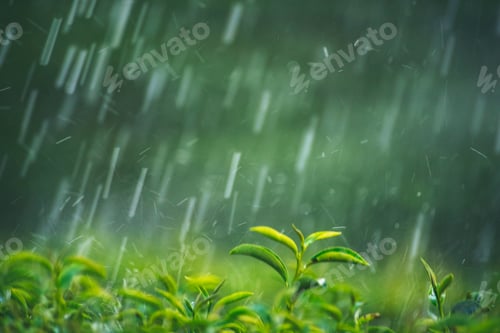 Preview: Green tea tree field Garden water hose landscape. Organic farm tender bud herbal Green tea tree in c