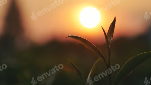 Preview: Sunlight Green tea tree plant camellia sinensis in organic farm. Close up Tree green tea