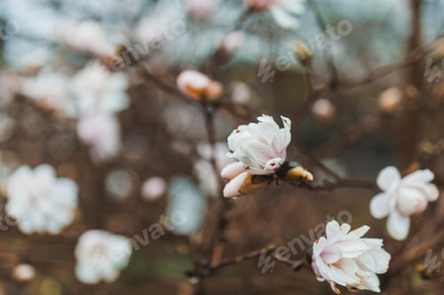 Preview: Blooming flowers on a branch in early spring in a park with a soft background and cool tones