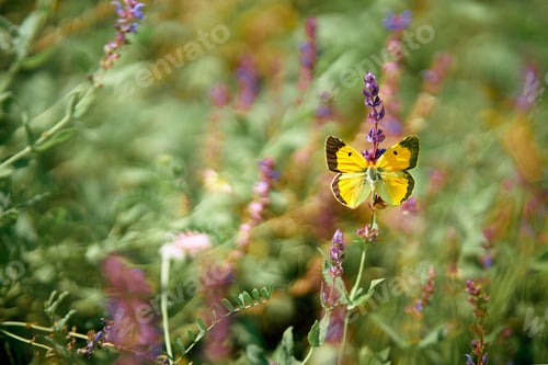 Preview: Beautiful yellow butterfly on purple sage flowers