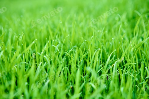 Preview: Fresh green grass with morning dew drops background