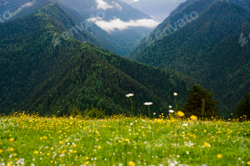 Preview: Blurred beautiful flower meadow and snowcapped mountains on a background
