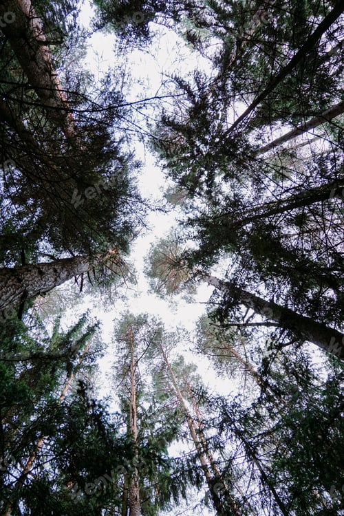 Preview: Bottom view of trees in pine forest in autumn. Dark pine forest