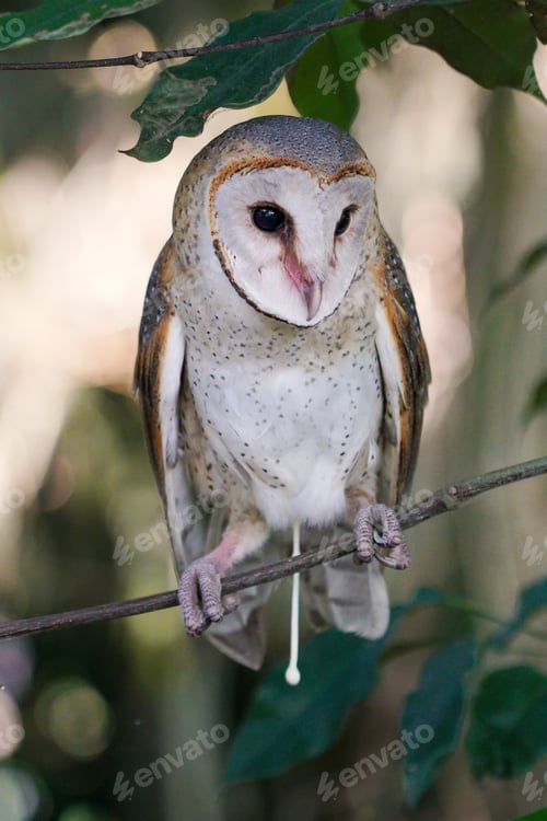 Preview: Barn owl perched on branch with natural forest background
