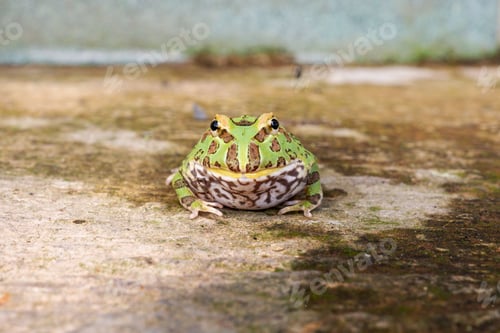 Preview: Green Pacman Frog Front Portrait on Concrete Surface
