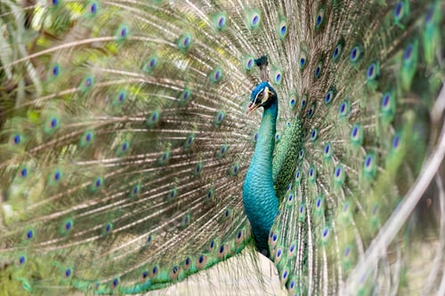 Preview: Peacock with Full Tail Display Close Up Portrait