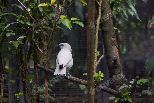 Preview: Jalak Bali or Bali Starling Perched on Branch in Tropical Forest