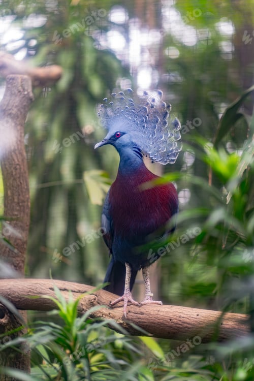 Preview: Victoria Crowned Pigeon Portrait in Tropical Habitat