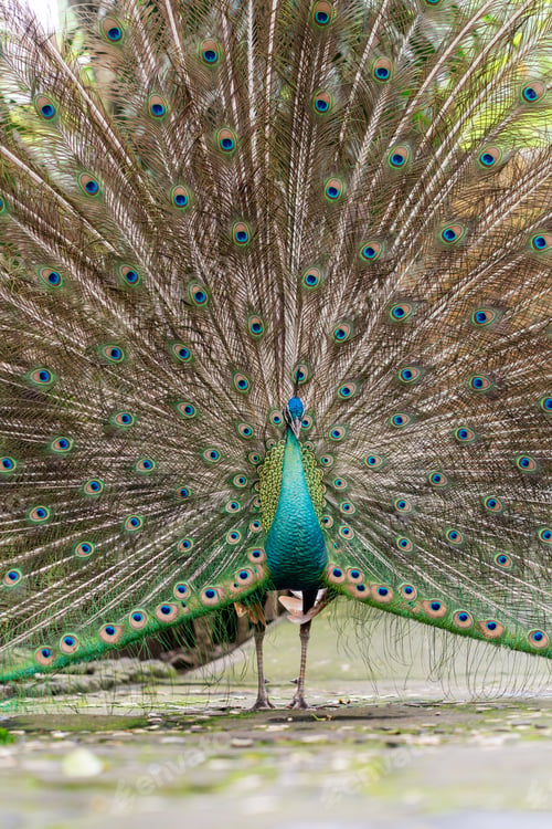 Preview: Vertical Full Body Peacock with Feather Display