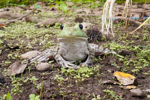 Preview: Green frog portrait sitting on forest soil in natural habitat