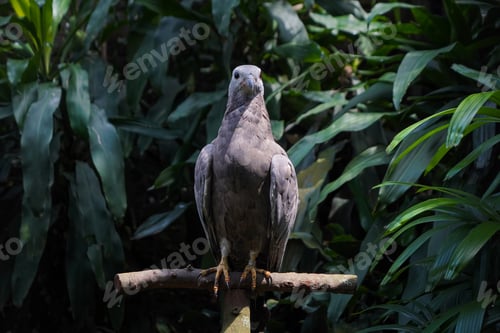 Preview: Dark-Plumaged Eagle Perched on Branch in Lush Tropical Habitat