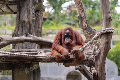 Preview: Orangutan Sitting on Wooden Platform in Wildlife Sanctuary