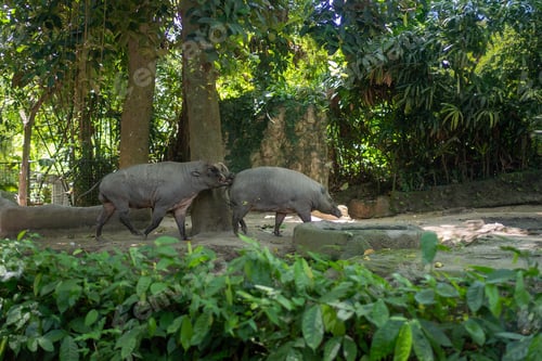 Preview: Babirusa wild pigs in natural habitat forest Indonesia wildlife scene