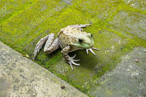 Preview: Green frog resting on mossy stone pavement in natural outdoor habitat