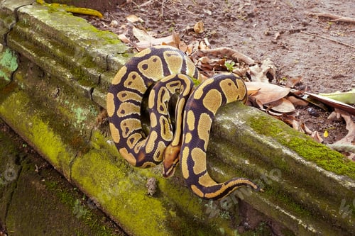 Preview: Ball python resting on mossy stone ledge in outdoor natural habitat