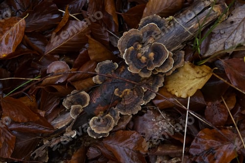 Preview: Cluster of Turkey Tail Fungi Growing on a Dead Branch Among Dark Brown Autumn Leaves