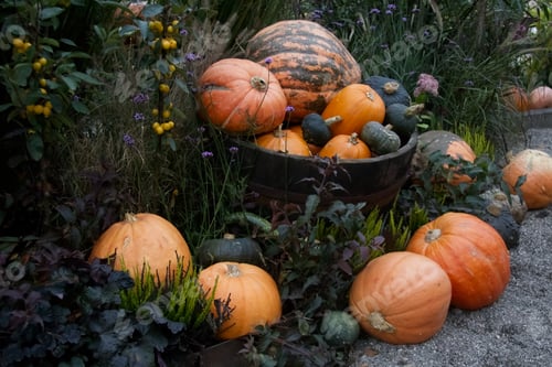 Preview: Assorted Pumpkins and Squashes in Wooden Barrel for Autumn Harvest Decor