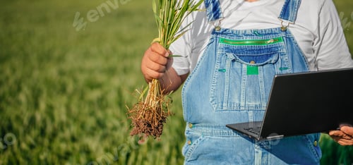 Preview: Farmer Holding Wheat Roots and Using Laptop for Crop Analysis in Field
