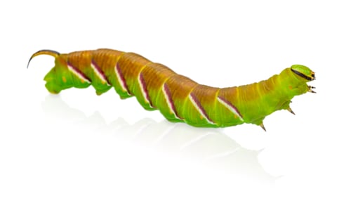 Preview: Green caterpillar isolated on white background with reflection for macro nature and pest control con