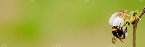 Preview: Bumblebee pollinating blueberry flower on green background banner