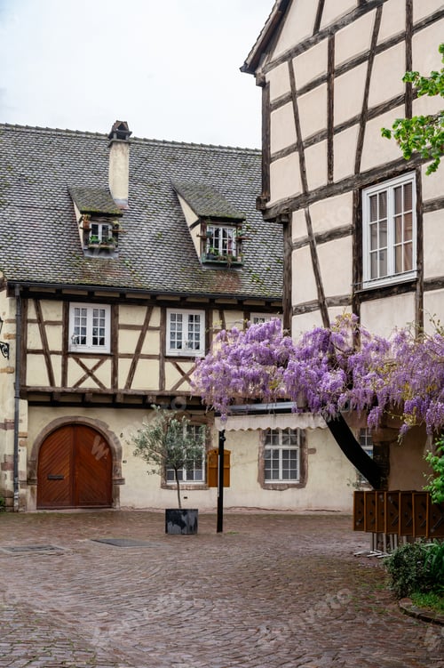 Preview: Blooming purple wisteria in quiet courtyard