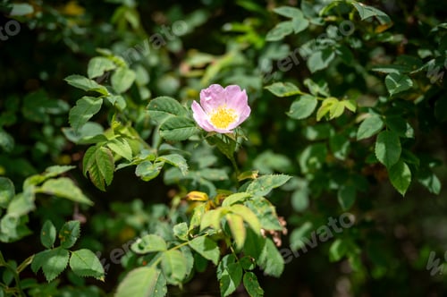 Preview: Pink Wild Dog Rose Blossom in Green Summer Hedgerow