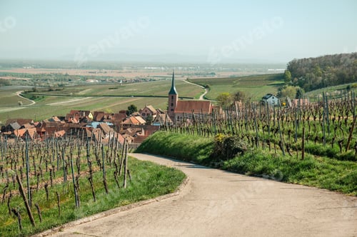 Preview: Countryside Road Through Vineyards Dawn Mist Peaceful
