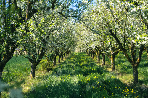 Preview: Sunlit Orchard Pathway Through Blooming Apple Trees