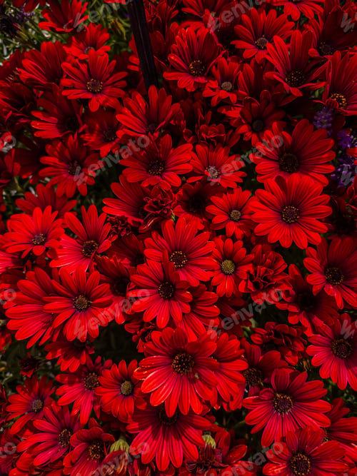 Preview: A burst of red flowers creates a striking display in this lush garden setting, natural background