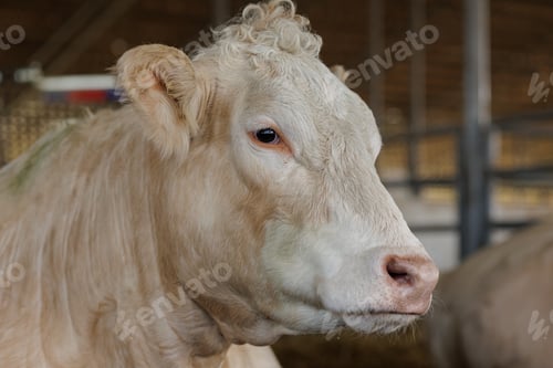 Preview: Close-Up of a Healthy Cow in a Barn Environment
