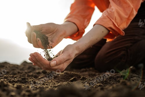 Preview: Gardener Testing Soil Quality with Hands in Sunlit Field
