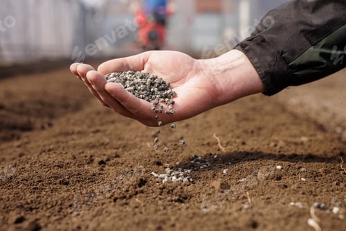 Preview: Hand spreading granular fertilizer on soil for plant nutrition and crop growth