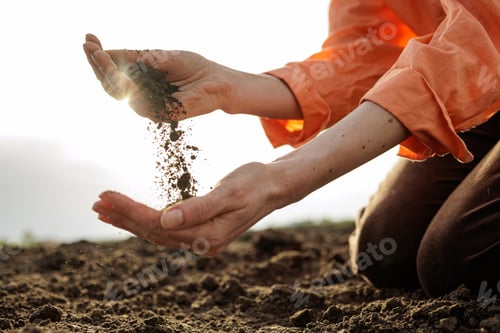 Preview: Gardener Sifting Soil for Tomato Seedlings in Sunlit Field