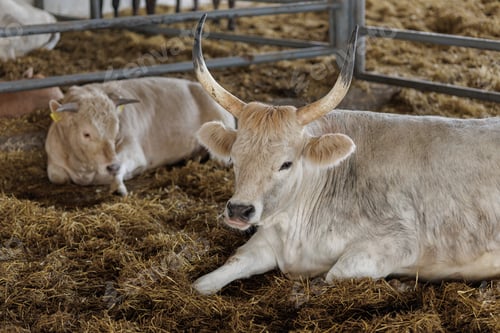 Preview: Healthy Cattle Relaxing in Eco-Friendly Farm Environment
