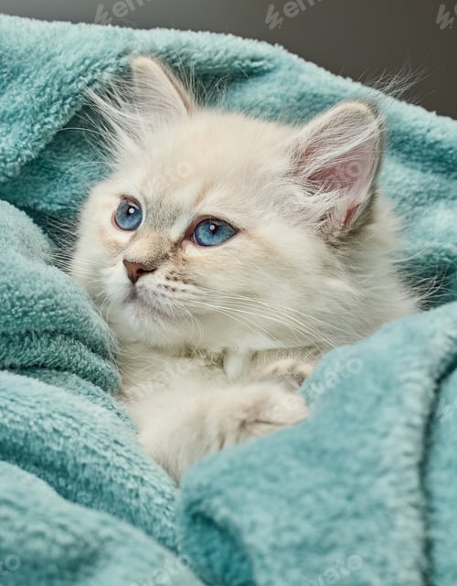 Preview: White Siberian colorpoint kitten Neva Masquerade with blue eyes