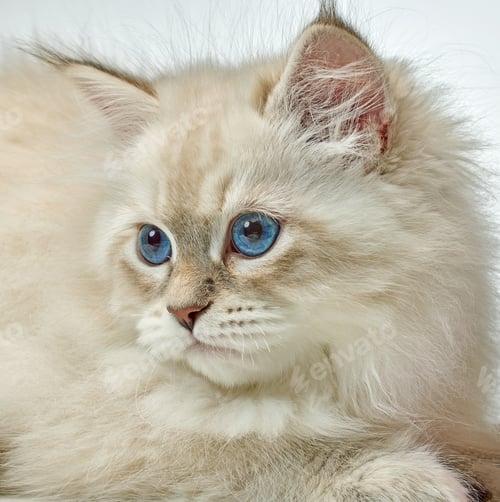 Preview: White Siberian colorpoint kitten Neva Masquerade with blue eyes