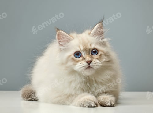 Preview: White Siberian colorpoint kitten Neva Masquerade with blue eyes