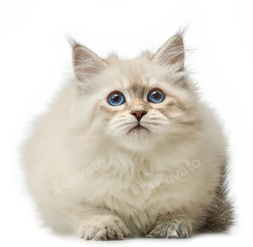Preview: White Siberian colorpoint kitten Neva Masquerade with blue eyes