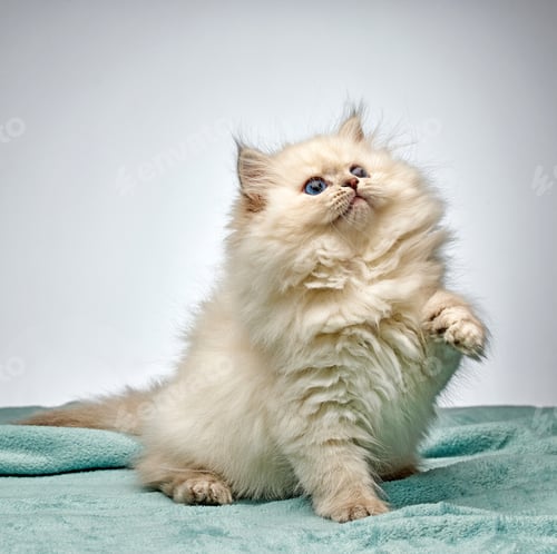 Preview: White Siberian colorpoint kitten Neva Masquerade with blue eyes