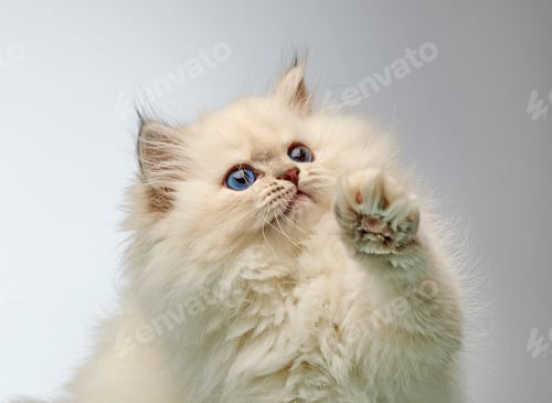 Preview: White Siberian colorpoint kitten Neva Masquerade with blue eyes