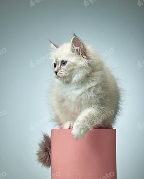 Preview: White Siberian colorpoint kitten Neva Masquerade with blue eyes