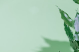 Ficus plant on mint wall background. Fresh green concept