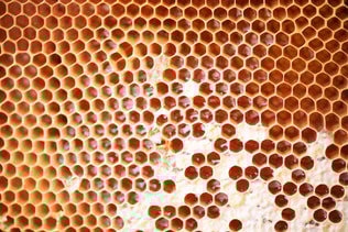 Honeycomb with cells full of fresh honey. Macro photography.