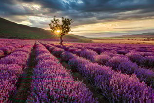 Lavender sunrise