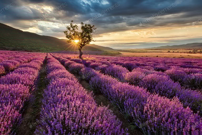 Lavender sunrise
